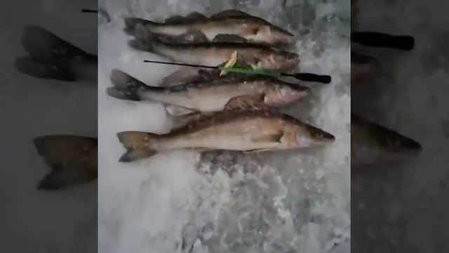 18.12.20г. Рыбалка трудовая, но рыба достойная. Клевое местечко. Камское устье. смотреть онлайн