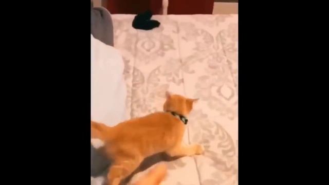 Смешные домашние животные/Веселые животные/Приколы с животными/Тайная жизнь домашних животных