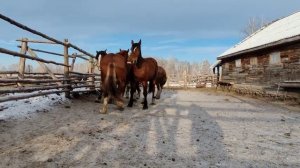 Жеребцы тяжеловозы 2,5 года.проданы