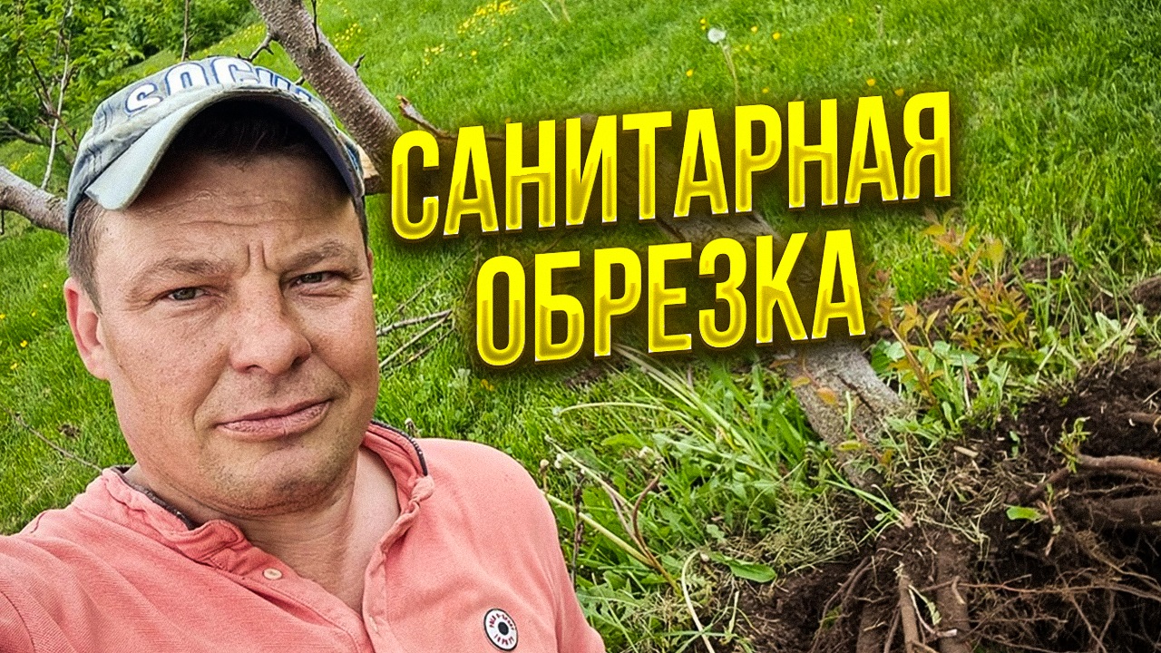 корчевка и санитарная обрезка сада в начале лета
