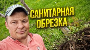 корчевка и санитарная обрезка сада в начале лета