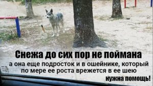 Снежа у клетки, до сих пор не поймана!