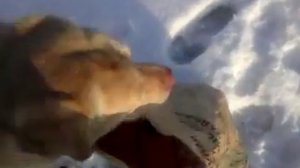 Ловля налима на Оке зимой на жерлицы у Рязани