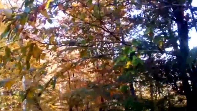 Охота на вальдшнепа , голубь вяхирь витютень , каштаны орехи чинарики .......04.11.17 г . смотреть онлайн