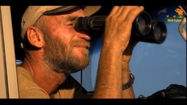 Wild Fauna / Необычный прайд / Львы пустыни