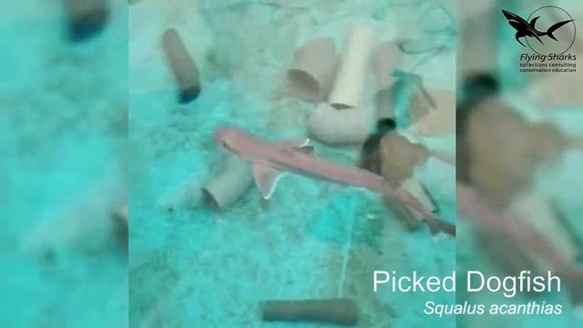 Squalus acanthias in Peniche смотреть онлайн