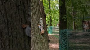 Позитив с белочкой 🐿