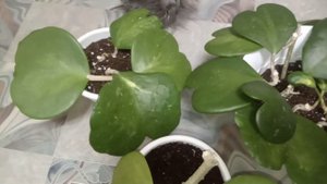 Комнатные Растения. Хойя Керри Вариегата