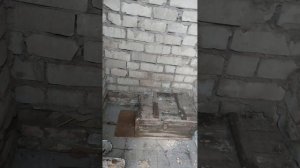 карликовые куры рание и хорошие наседки