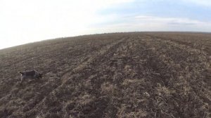 Охота на зайца в Крыму 2021-2022! Взял 3 отличных трофея!