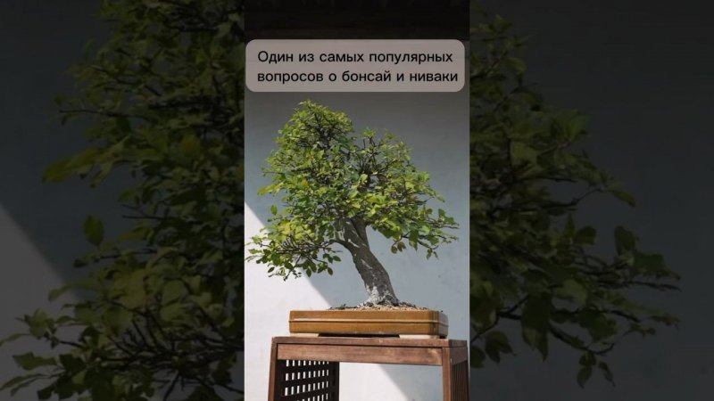 Один из самых популярных вопросов о бонсай и ниваки. #бонсай #bonsai #ниваки #сад #андрейдарусенков