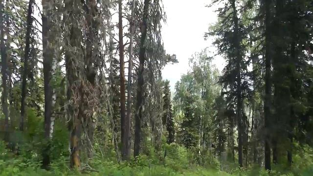 Синюха (белокуриха), к вершине на внедорожниках. смотреть онлайн