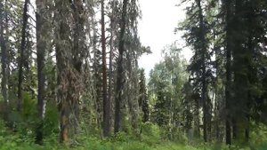 Синюха (белокуриха), к вершине на внедорожниках.