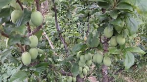 ЗАВЯЗАЛИСЬ СЛИВЫ? ПОМНИ ПРО ЗАЩИТУ УРОЖАЯ от плодожорки и гнилей. БОРЕМСЯ С ВРЕДИТЕЛЯМИ И БОЛЕЗНЯМИ