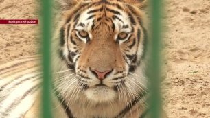 Рядом с посёлком Кирпичное появился приют для животных «Дом тигра»