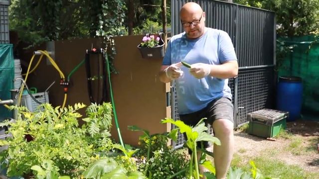 Кабачки.Уход за кабачками.Огород Баварский. смотреть онлайн