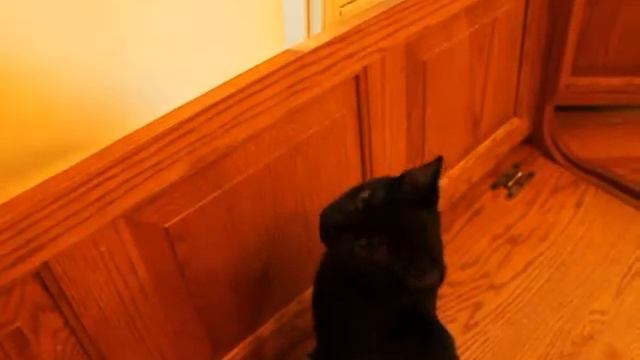 Two cute cats playing together смотреть онлайн