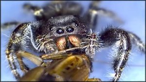 Паук жрет сверчка (под микроскопом). Spider eating a Cricket under a Microscope.