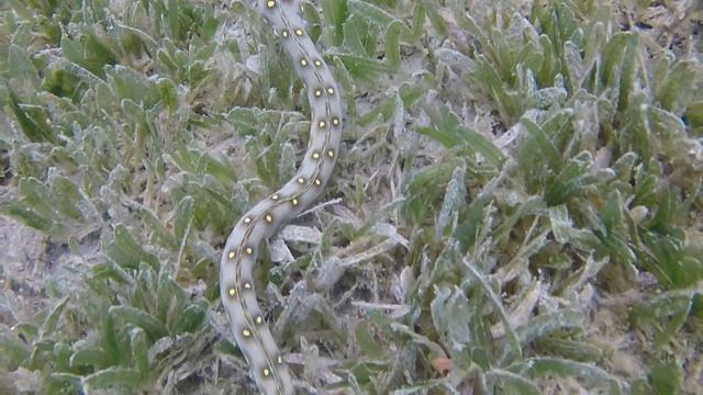 Gold Spotted Eel at Grass Beds dive site in Dominica. смотреть онлайн