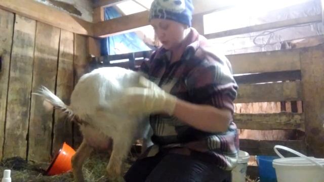 Обработка козы после окота Лечение после тяжелых родов. Детям и чувствительным взрослым не смотреть смотреть онлайн