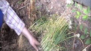 Деление и пересадка шнитт-лука