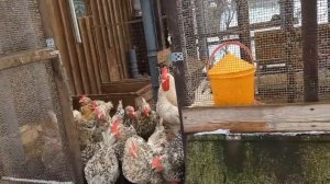 Нюансы поения кур зимой.Каким курам можно давать снег?