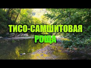 Тисо-самшитовая роща