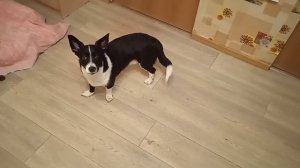 Танец " Цыганочка")