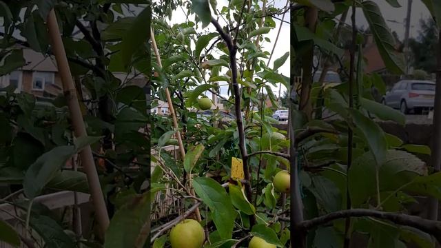 Golden Delicious Apple Tree Fruiting in Container