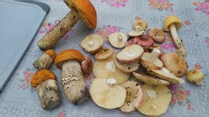 Как пожарить грибы подосиновики и сыроежки??