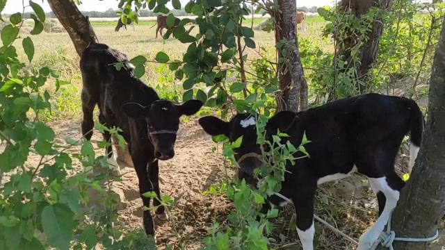 Учим животных на английском Лягушка Петух Телёнок Коза Развивающие Мультики Для Дети смотреть онлайн