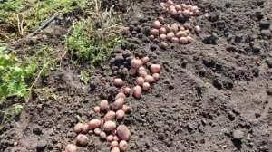 Урожай сорта картофеля Рикарда на семена 2021 год, посажена импортная элита