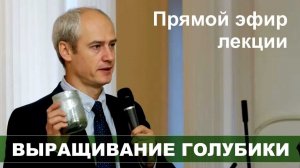 Выращивание голубики садовой на дачном участке