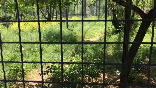 Шикарные владения гепарда в Тайгане! Posh possessions of a cheetah in Taigan! смотреть онлайн