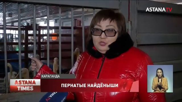 Десятки искалеченных птиц спасли в зоопарке Караганды смотреть онлайн