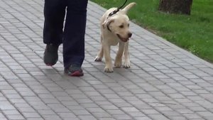 Дрессировка лабрадора Шери (6) http://dogclass.ru/.