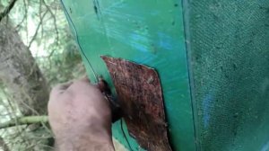 Пчеловодство.Роеловство.Когда и как снимать ловушки утром или вечером с пойманным  роем. #Роеловств