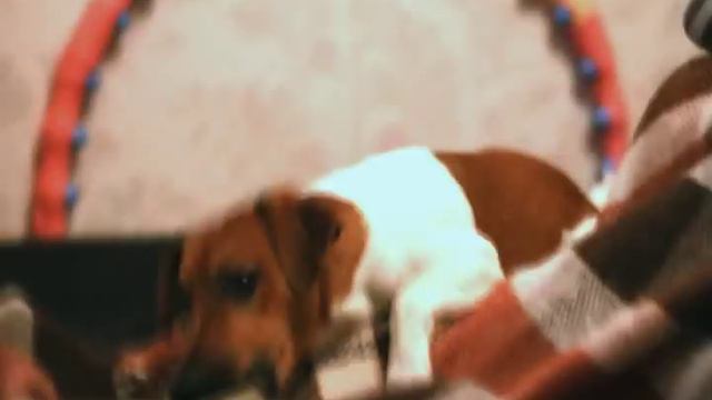 Jack Russell Terrier / Джек Рассел терьер грызет все подряд