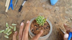 || XSEDEVERIA MAIALEN || CARE TIPS ||