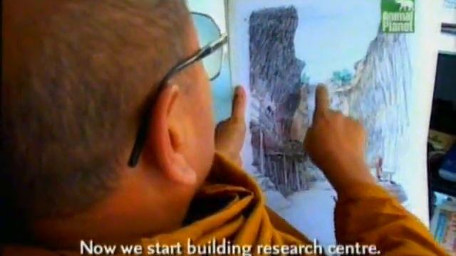 animal tiger животное тигр смотреть онлайн