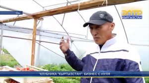 КЛУБНИКА «КЫРГЫЗСТАН»: БИЗНЕС С НУЛЯ