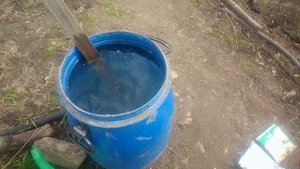 Как получить хороший урожай чеснока.Чем подкормить чеснок весной