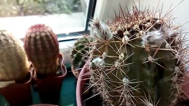 Как не заметно для нас погибают кактусы...?? смотреть онлайн