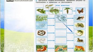 Задание 3 Размножение и развитие животных - Окружающий мир 3 класс (Плешаков А.А.) 1 часть