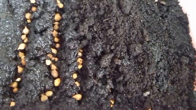 Гладиолусы.  С такой мелочью ,что  делать ? смотреть онлайн