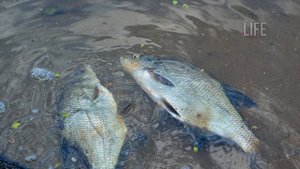 Как и на что ловить леща в ноябре? Секреты ловли леща в ноябре!