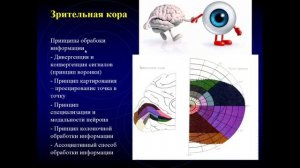 13:50 Лекция 4 (3-й квартиль). Частная физиология анализаторов. Физиология зрения и слуха