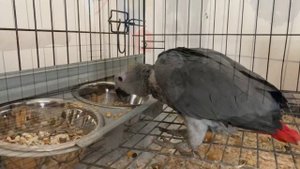 Разведение попугаев Жако Конго