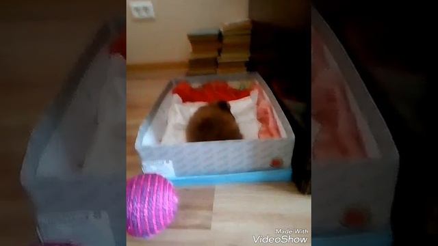 Покупаем щенка щпица 🐩 Первое  видео