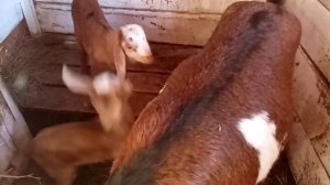 каменное вымя что делать